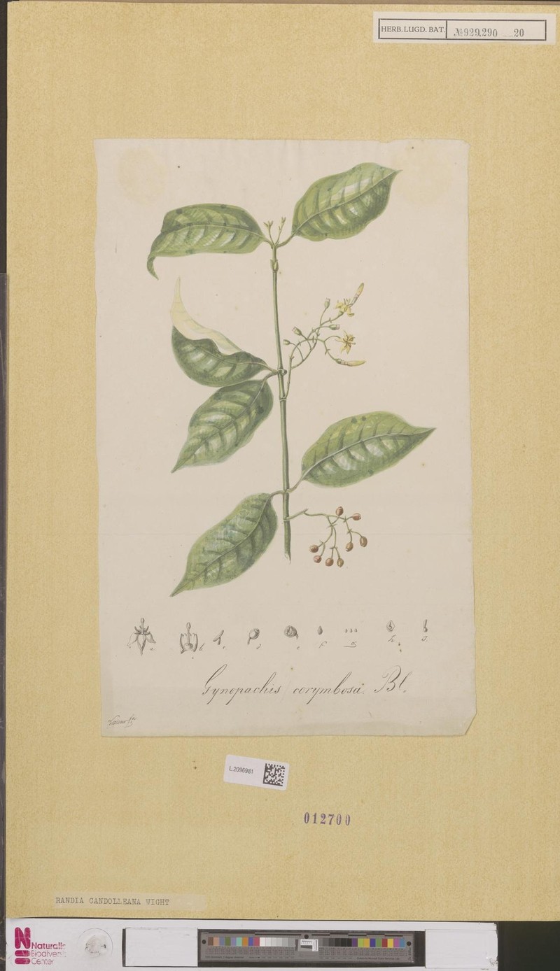 Deccania pubescens var. candolleana photo 2