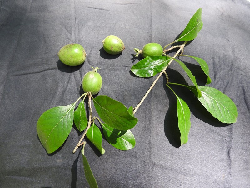 Deccania pubescens var. candolleana photo 3