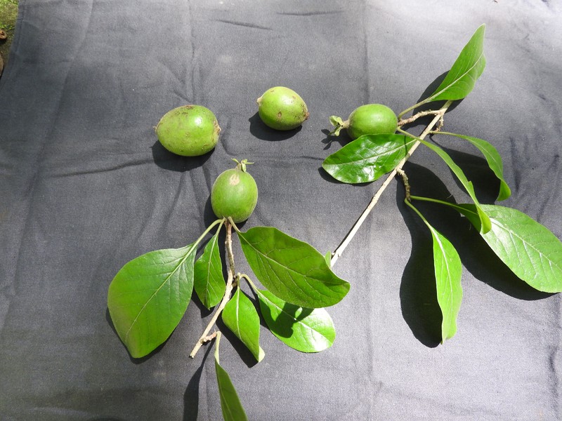 Deccania pubescens var. candolleana photo 4