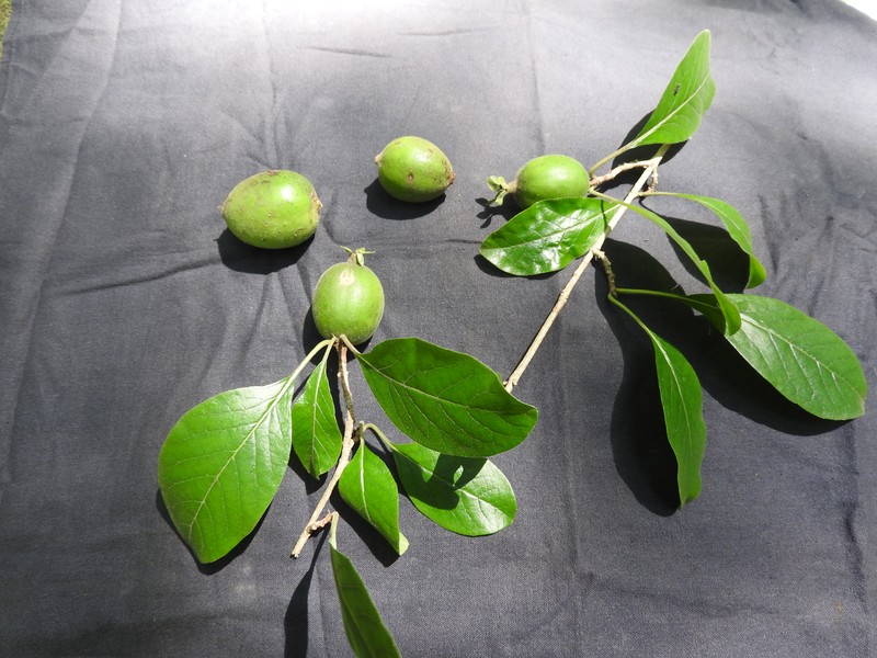 Deccania pubescens var. candolleana photo 5