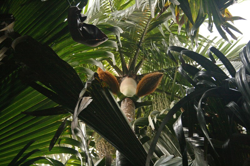 Deckenia nobilis