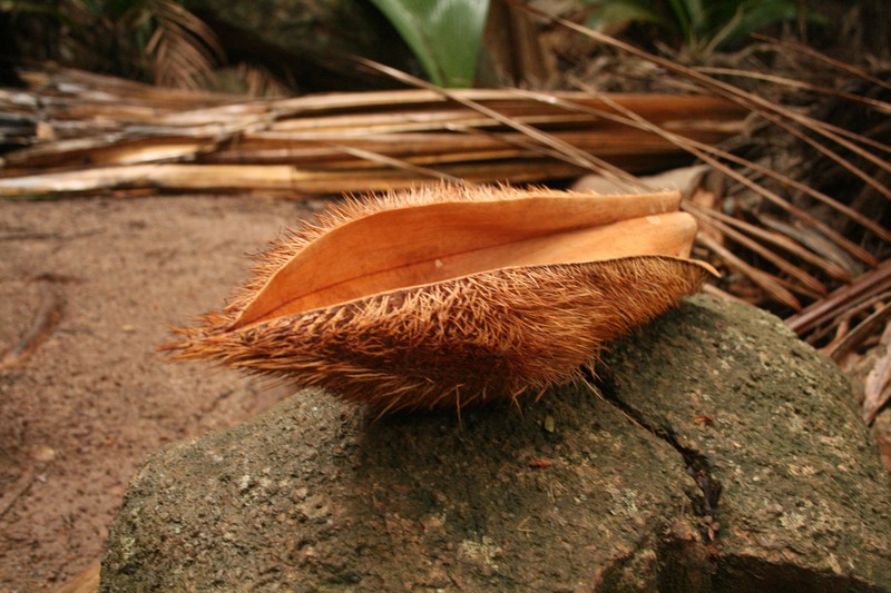 Deckenia nobilis photo 2