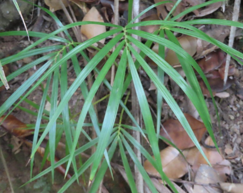 Deckenia nobilis photo 5