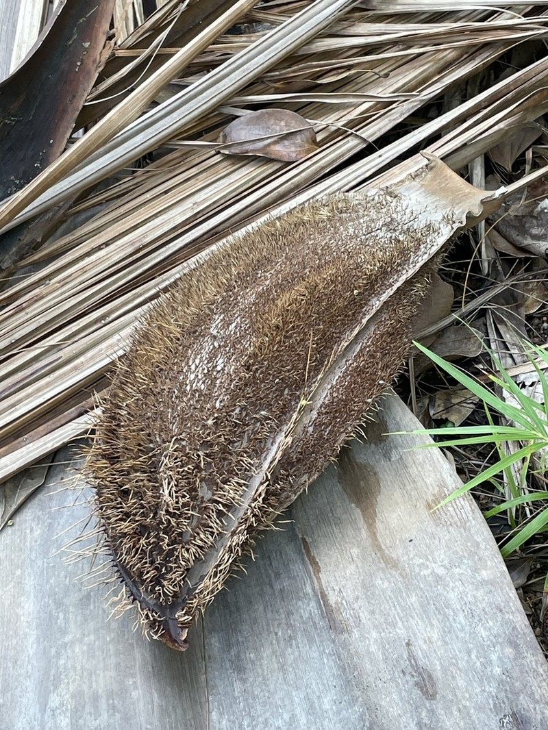 Deckenia nobilis photo 6