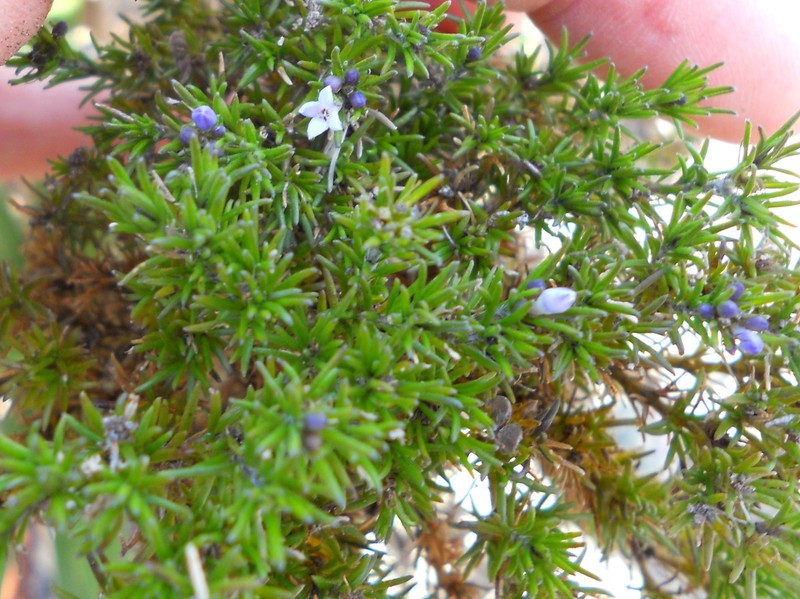 Declieuxia aspalathoides
