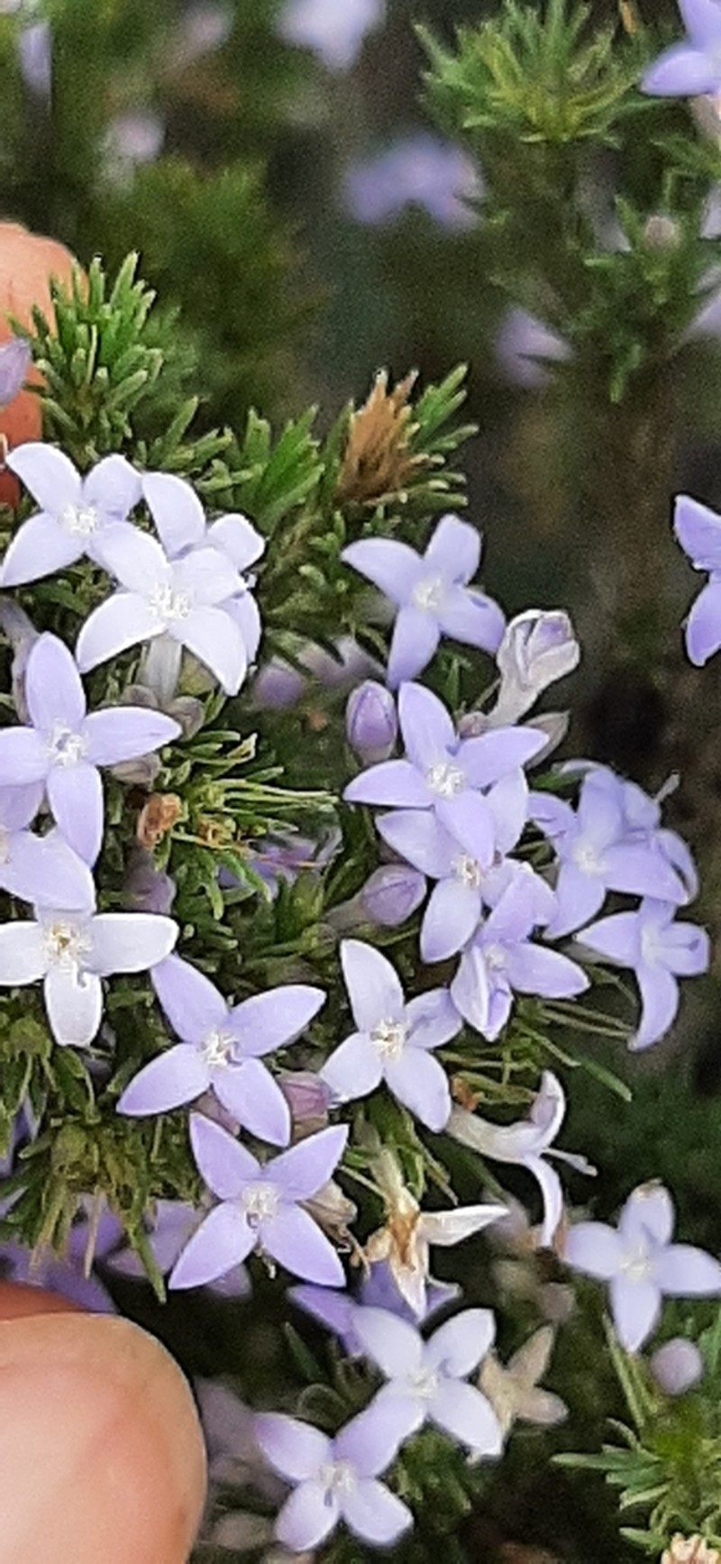 Declieuxia aspalathoides photo 2