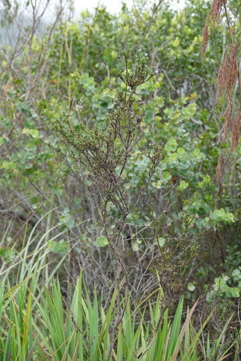 Declieuxia aspalathoides photo 3