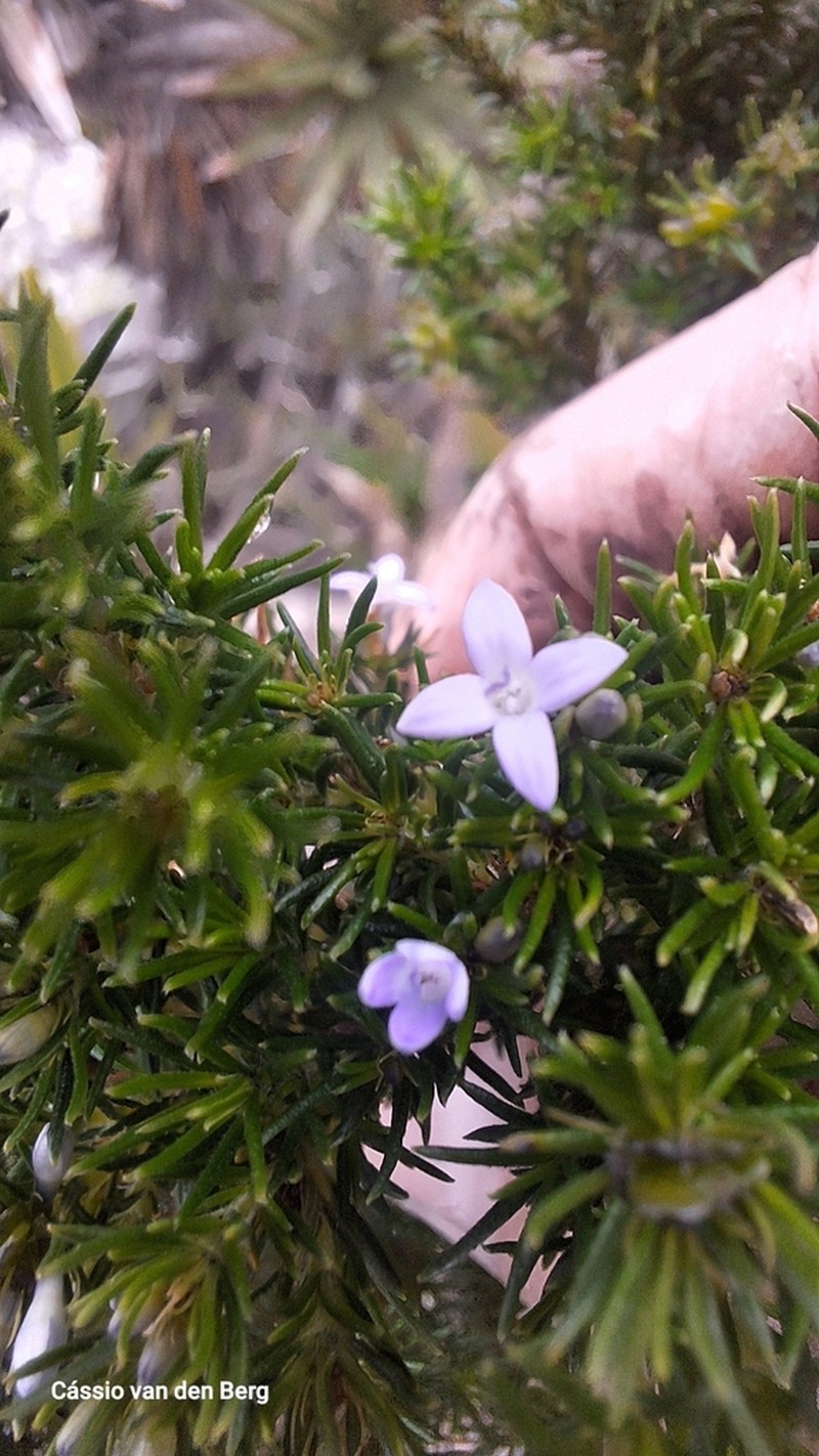 Declieuxia aspalathoides photo 4