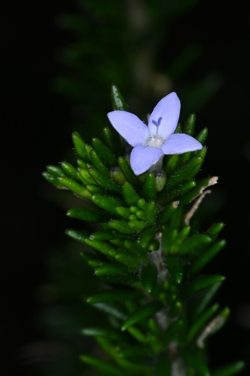 Declieuxia aspalathoides photo 6