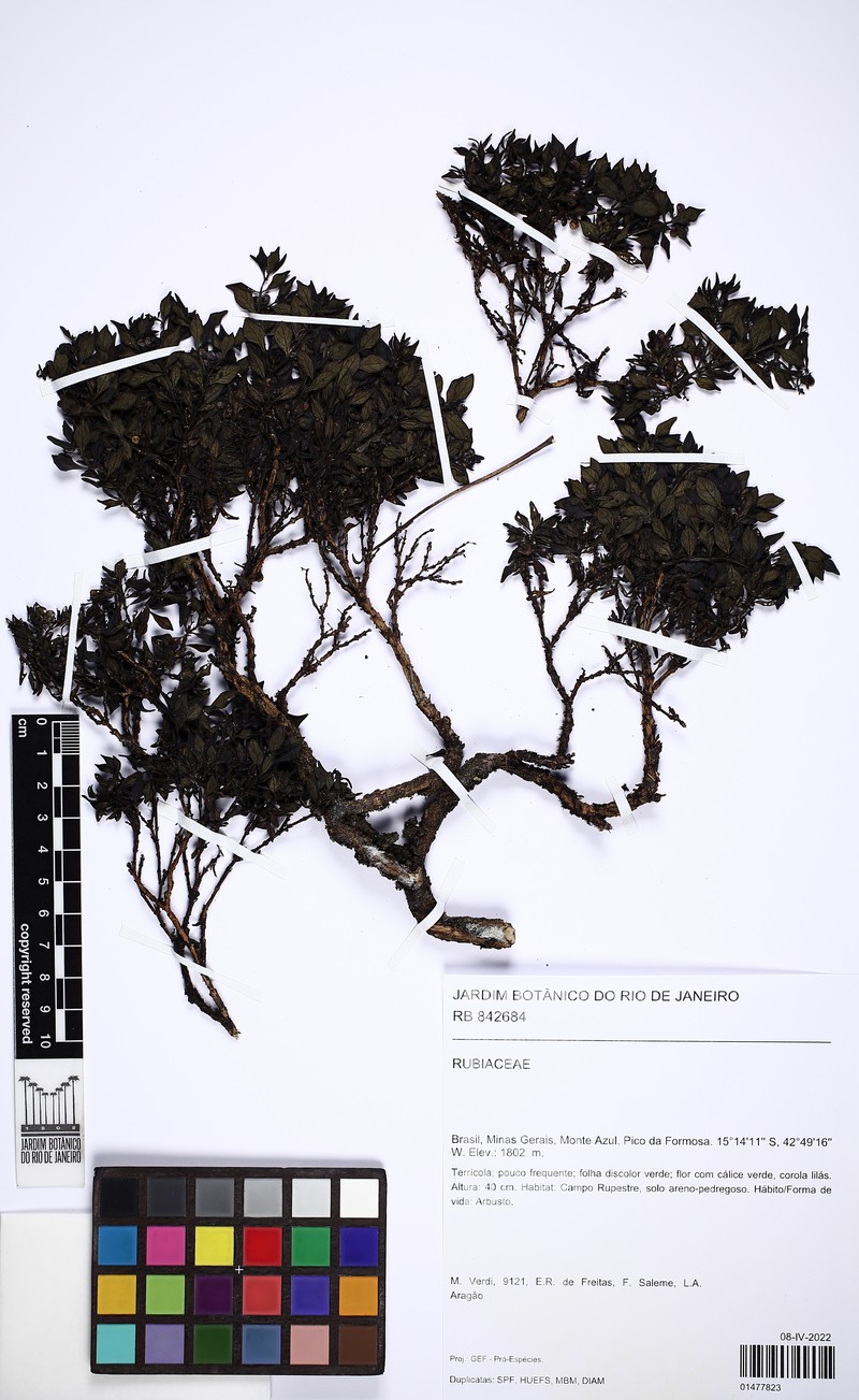 Declieuxia cacuminis