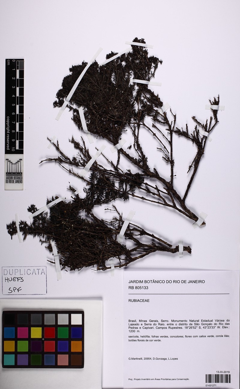 Declieuxia cacuminis photo 3