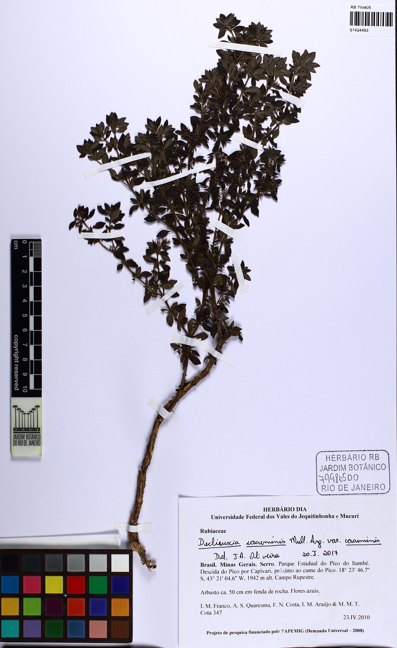 Declieuxia cacuminis var. cacuminis