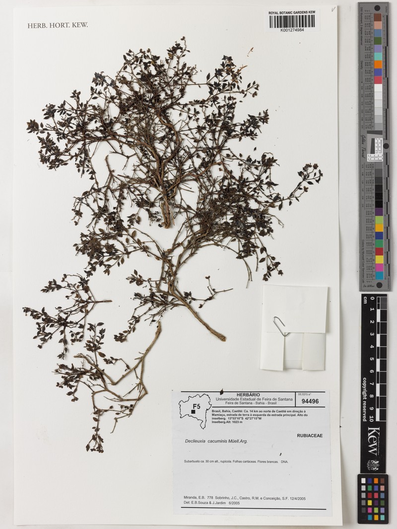 Declieuxia cacuminis var. cacuminis photo 2