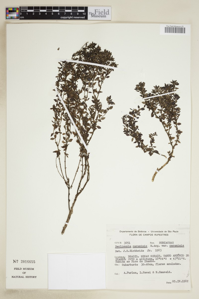 Declieuxia cacuminis var. cacuminis photo 3
