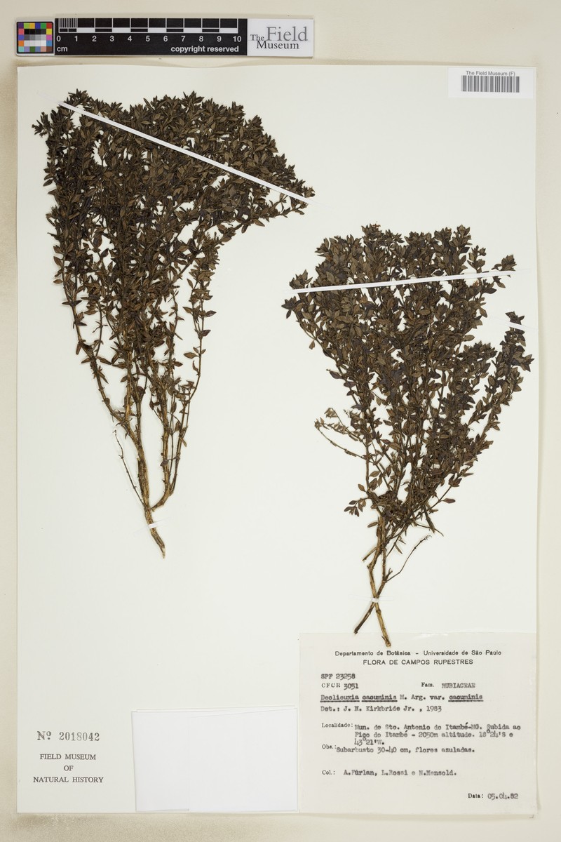 Declieuxia cacuminis var. cacuminis photo 4