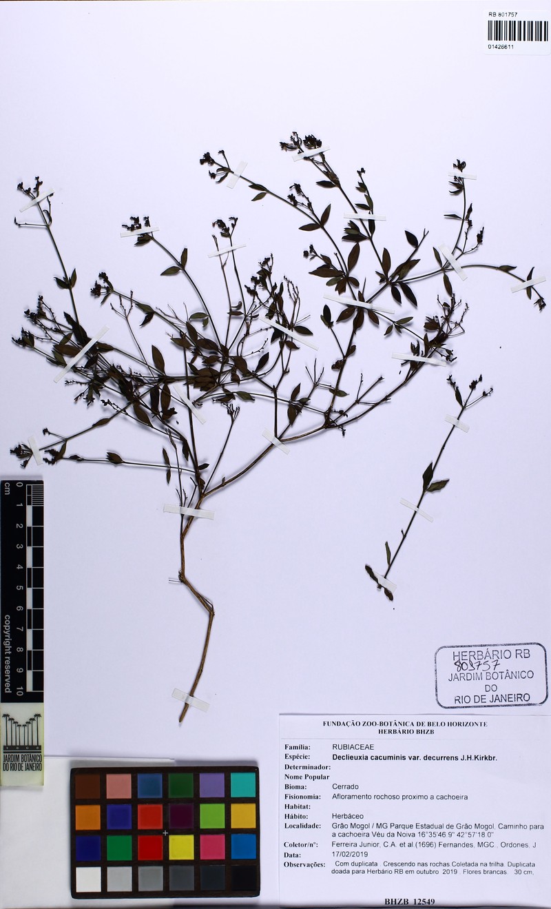 Declieuxia cacuminis var. decurrens