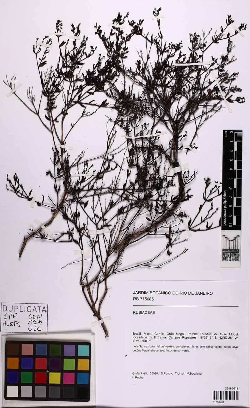 Declieuxia cacuminis var. decurrens photo 2