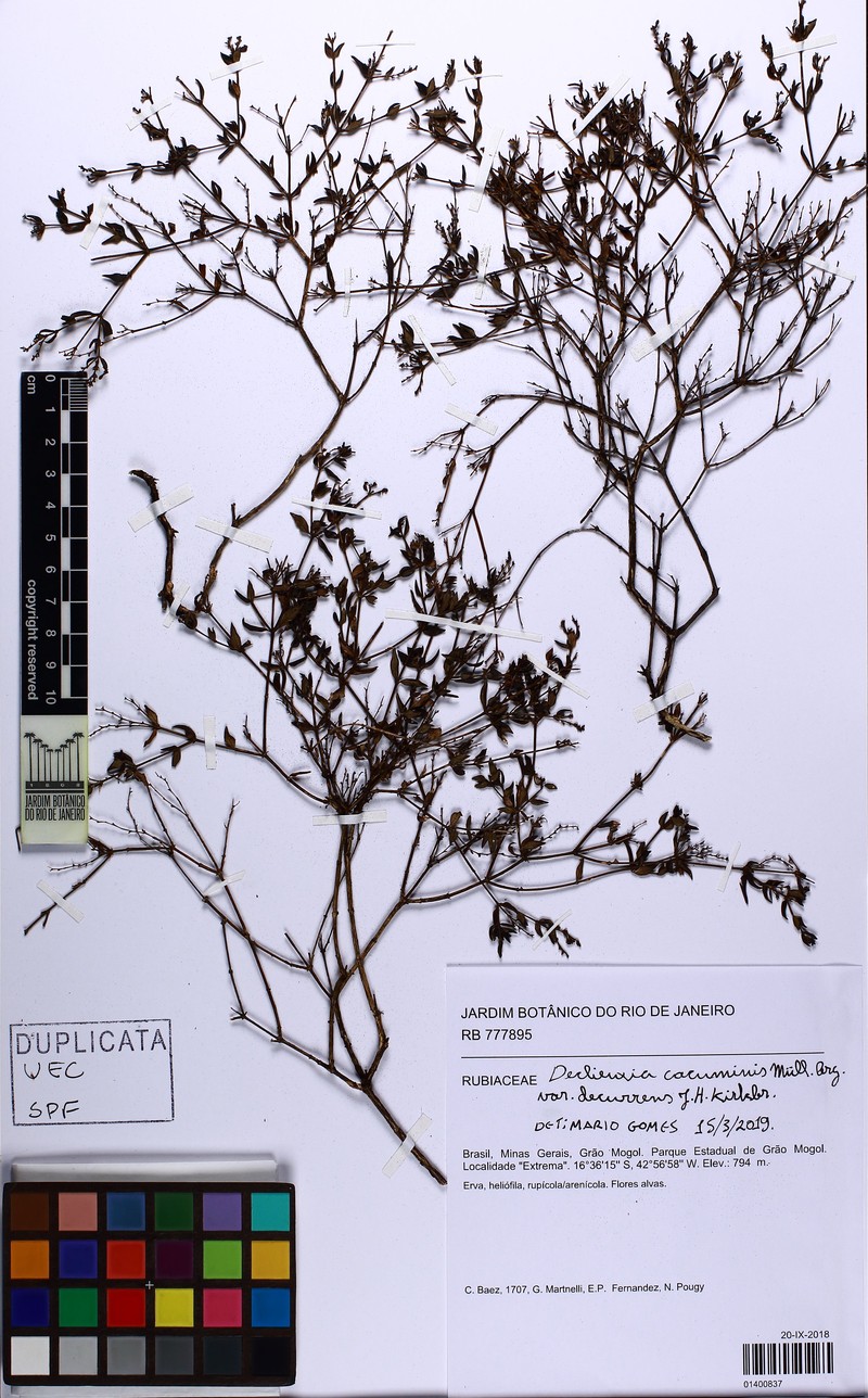 Declieuxia cacuminis var. decurrens photo 3