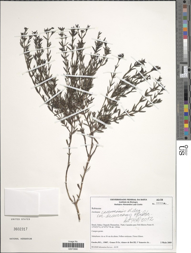 Declieuxia cacuminis var. decurrens photo 4