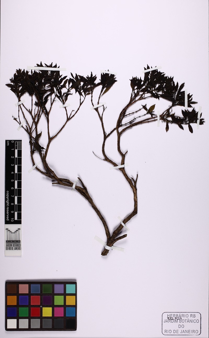 Declieuxia cacuminis var. glabra