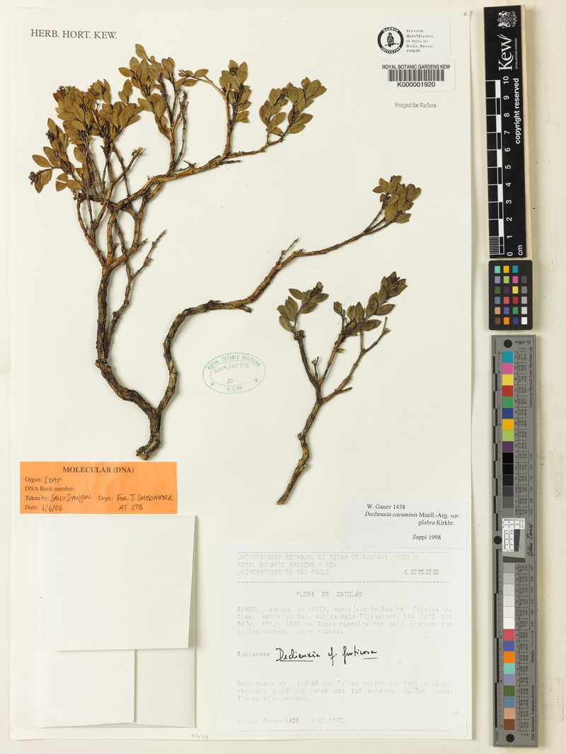 Declieuxia cacuminis var. glabra photo 2