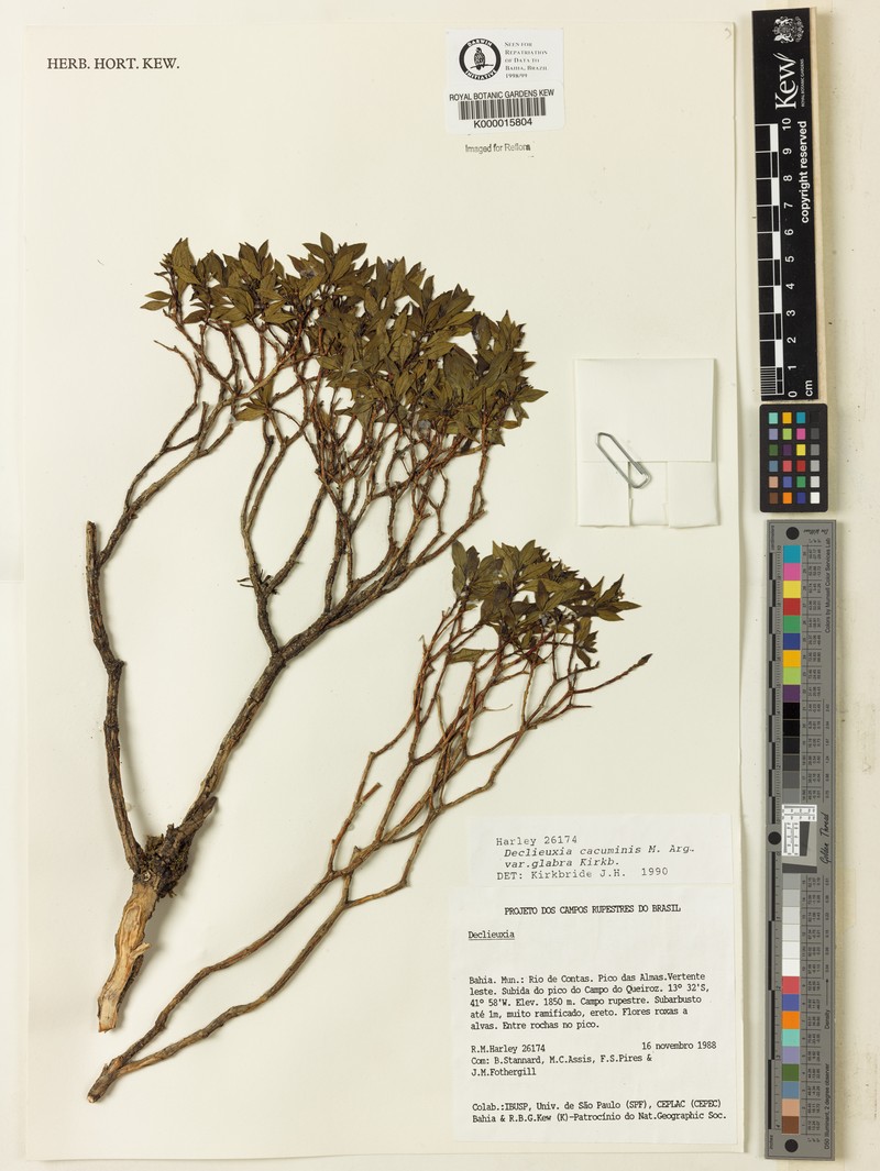 Declieuxia cacuminis var. glabra photo 3