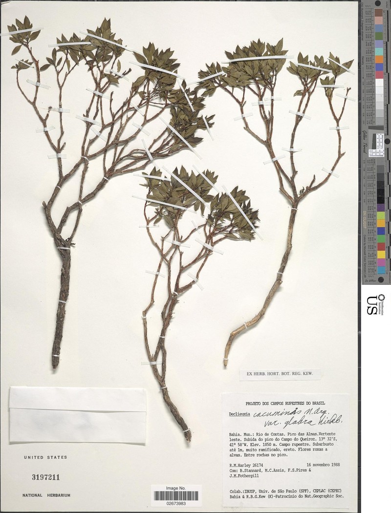 Declieuxia cacuminis var. glabra photo 4