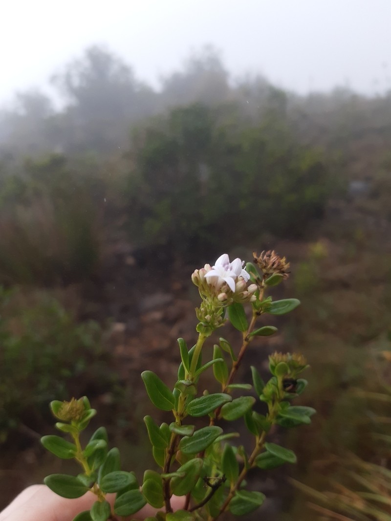 Declieuxia coerulea photo 2