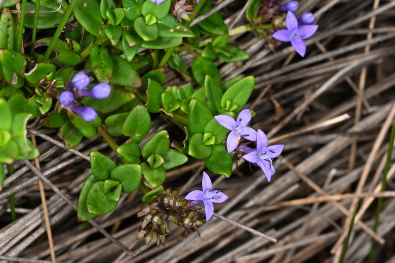Declieuxia coerulea photo 3