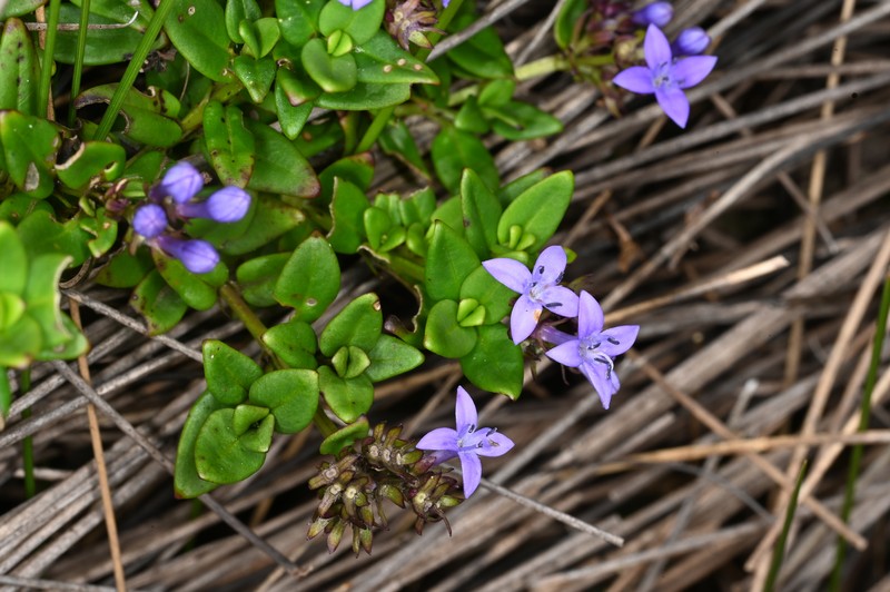 Declieuxia coerulea photo 4