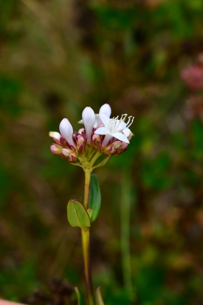Declieuxia coerulea photo 5