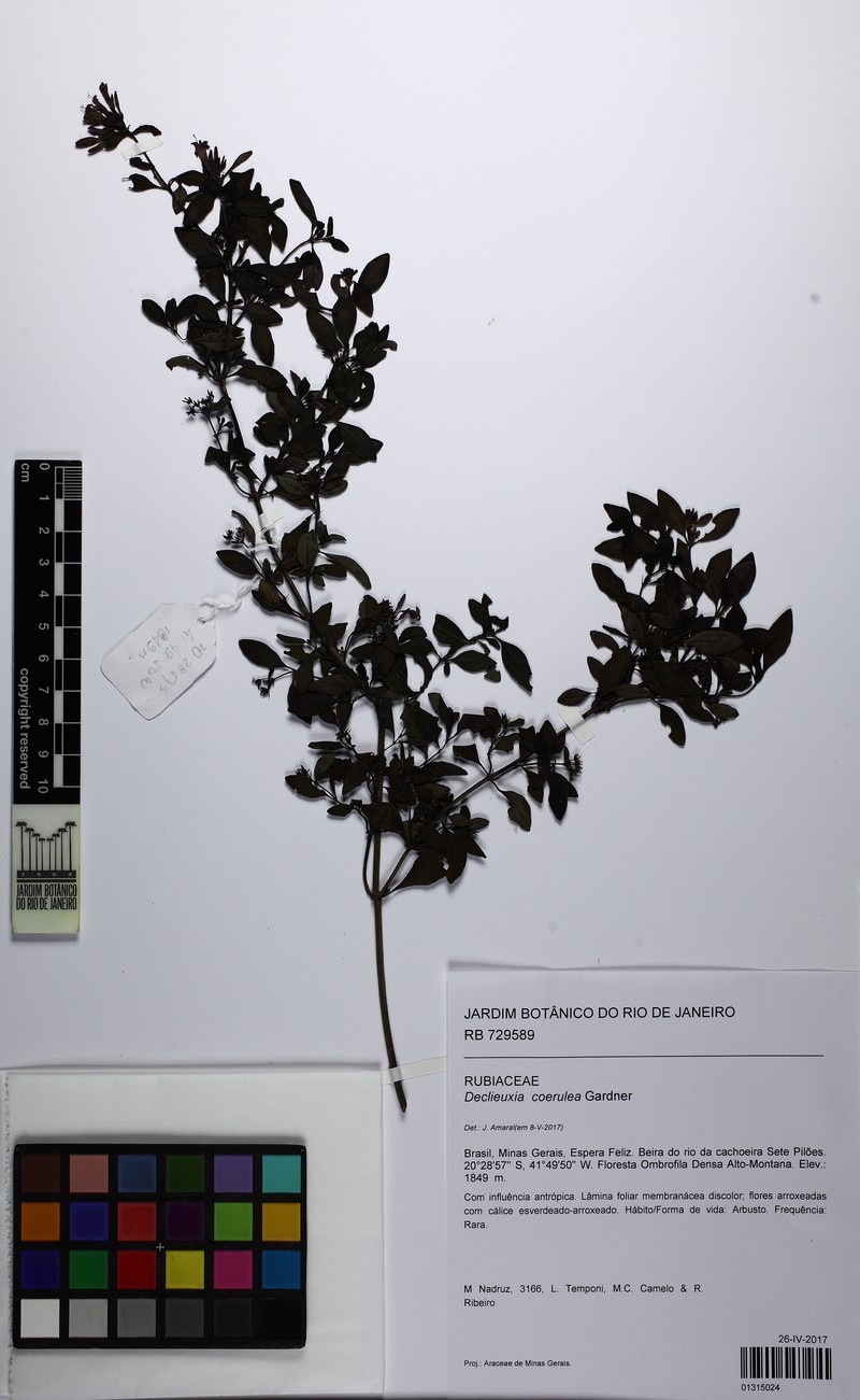 Declieuxia coerulea photo 6