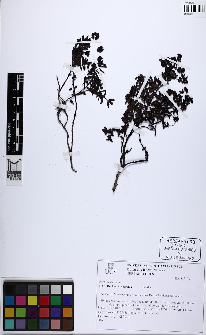 Declieuxia coerulea photo 7