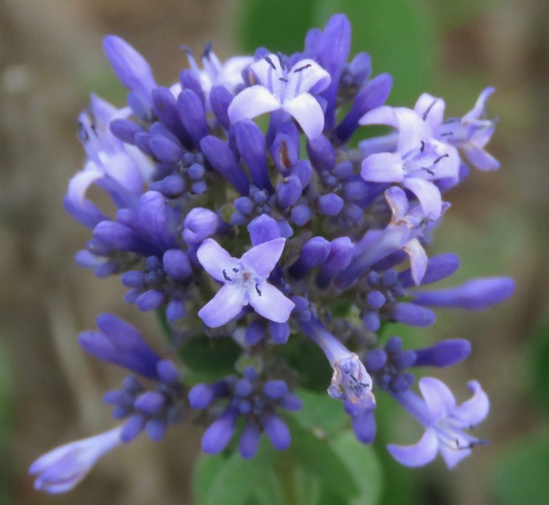 Declieuxia cordigera