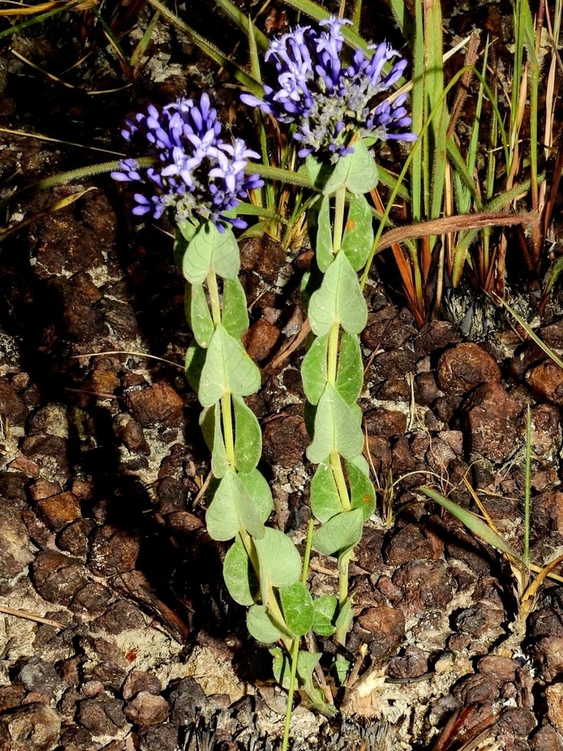 Declieuxia cordigera photo 2