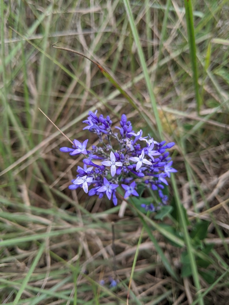 Declieuxia cordigera photo 3