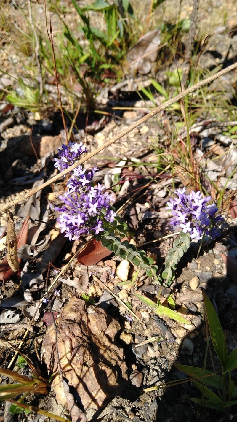 Declieuxia cordigera photo 4