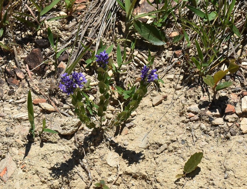 Declieuxia cordigera photo 5