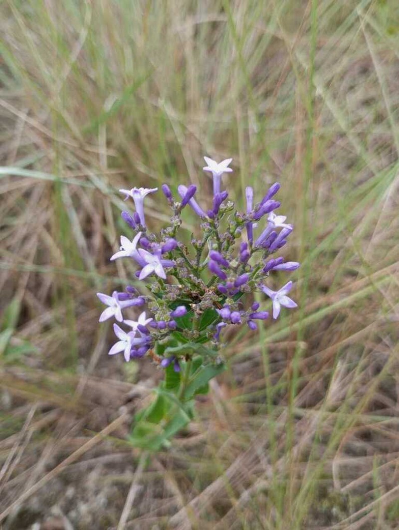 Declieuxia cordigera photo 7