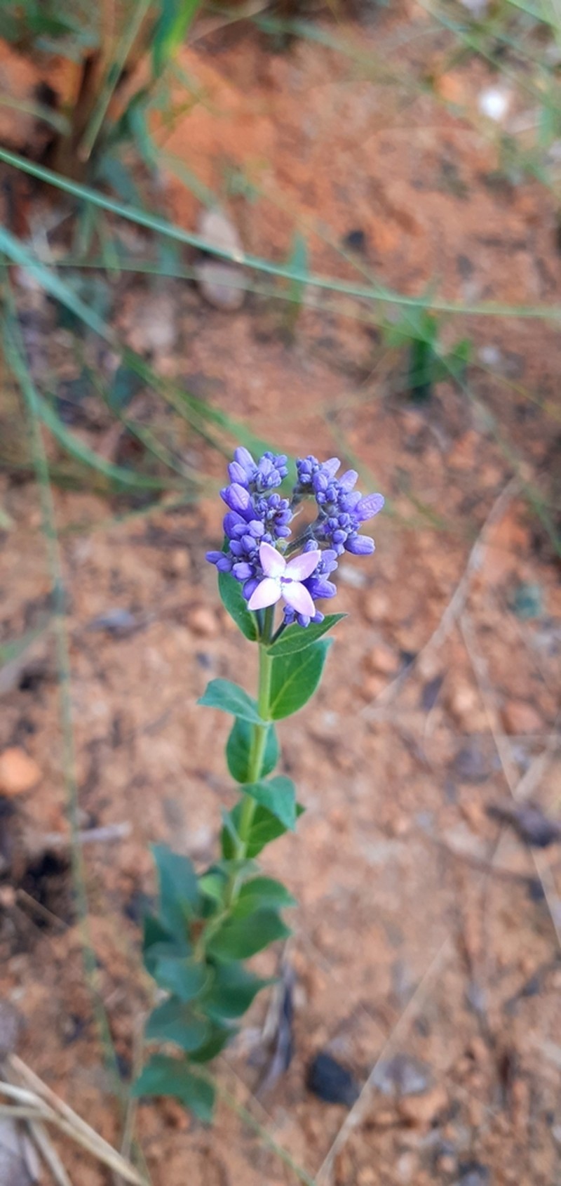 Declieuxia cordigera photo 8