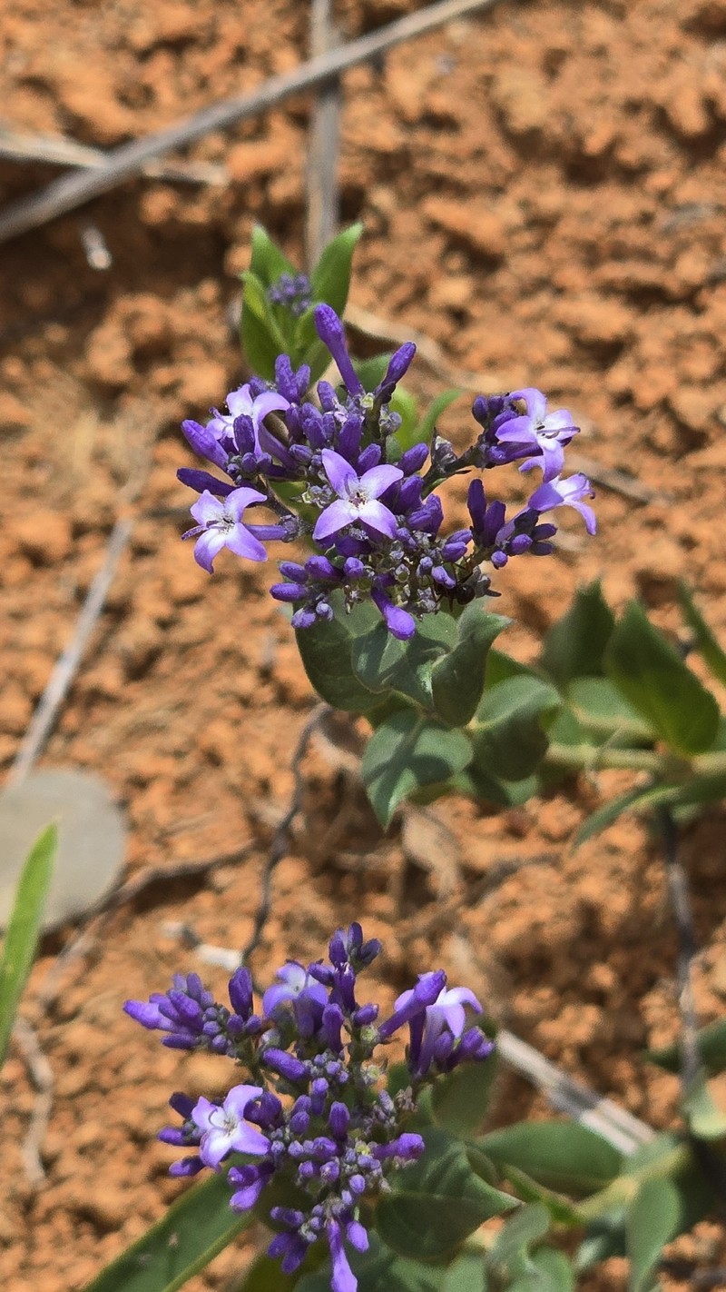 Declieuxia cordigera var. angustifolia