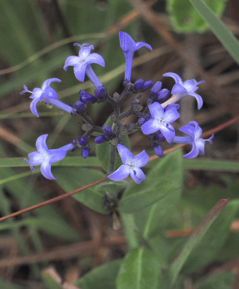 Declieuxia cordigera var. angustifolia photo 2