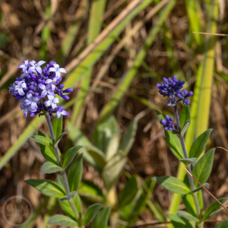 Declieuxia cordigera var. angustifolia photo 3