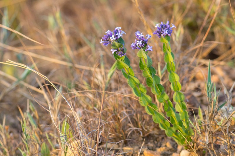 Declieuxia cordigera var. cordigera