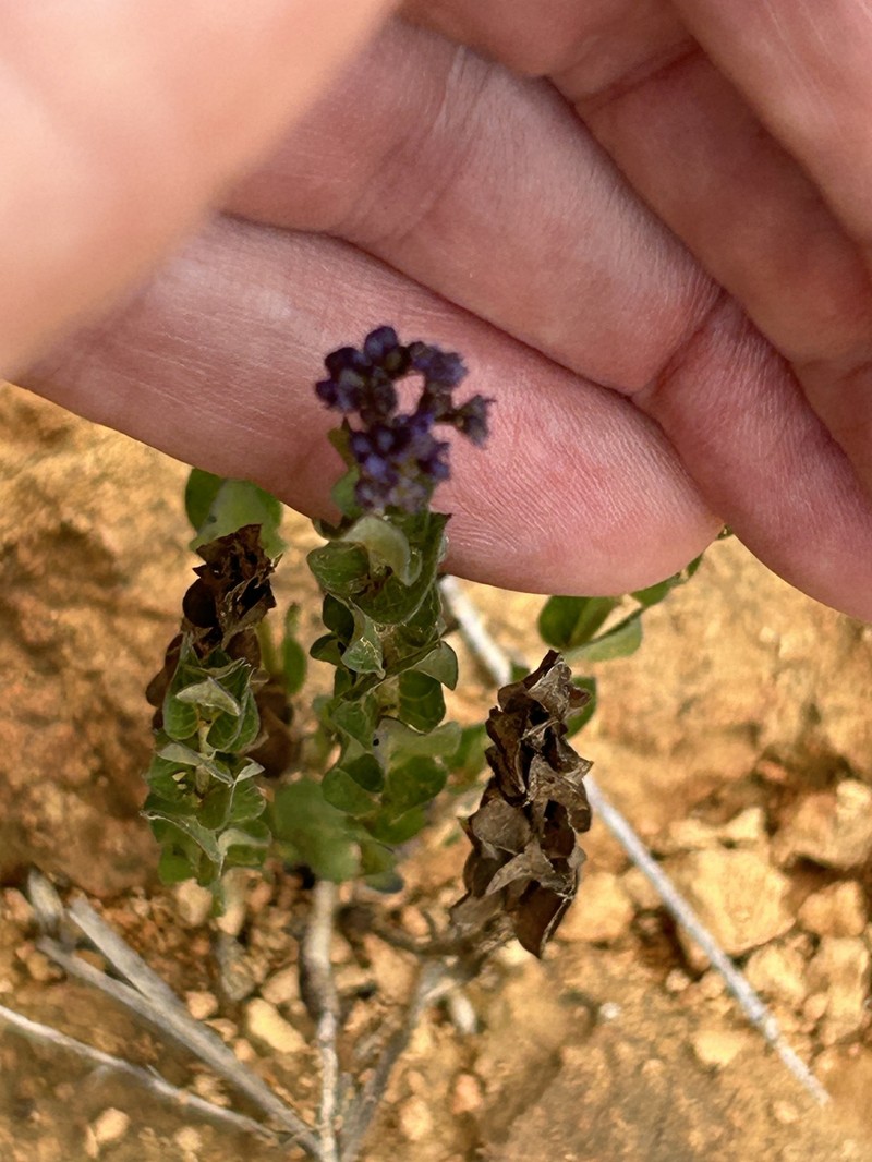 Declieuxia cordigera var. cordigera photo 2