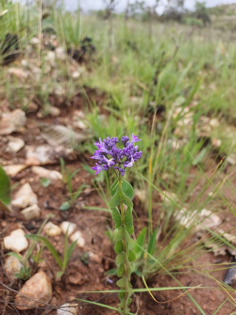 Declieuxia cordigera var. cordigera photo 3