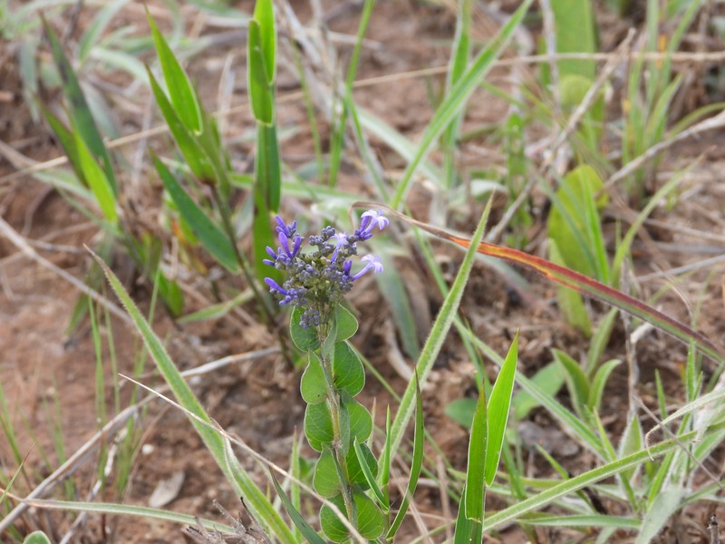 Declieuxia cordigera var. cordigera photo 4