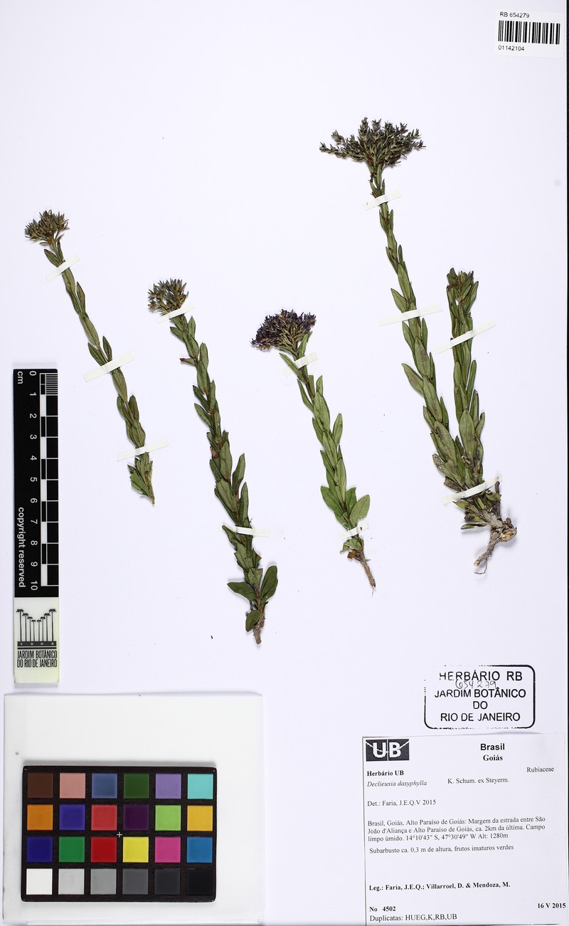 Declieuxia dasyphylla