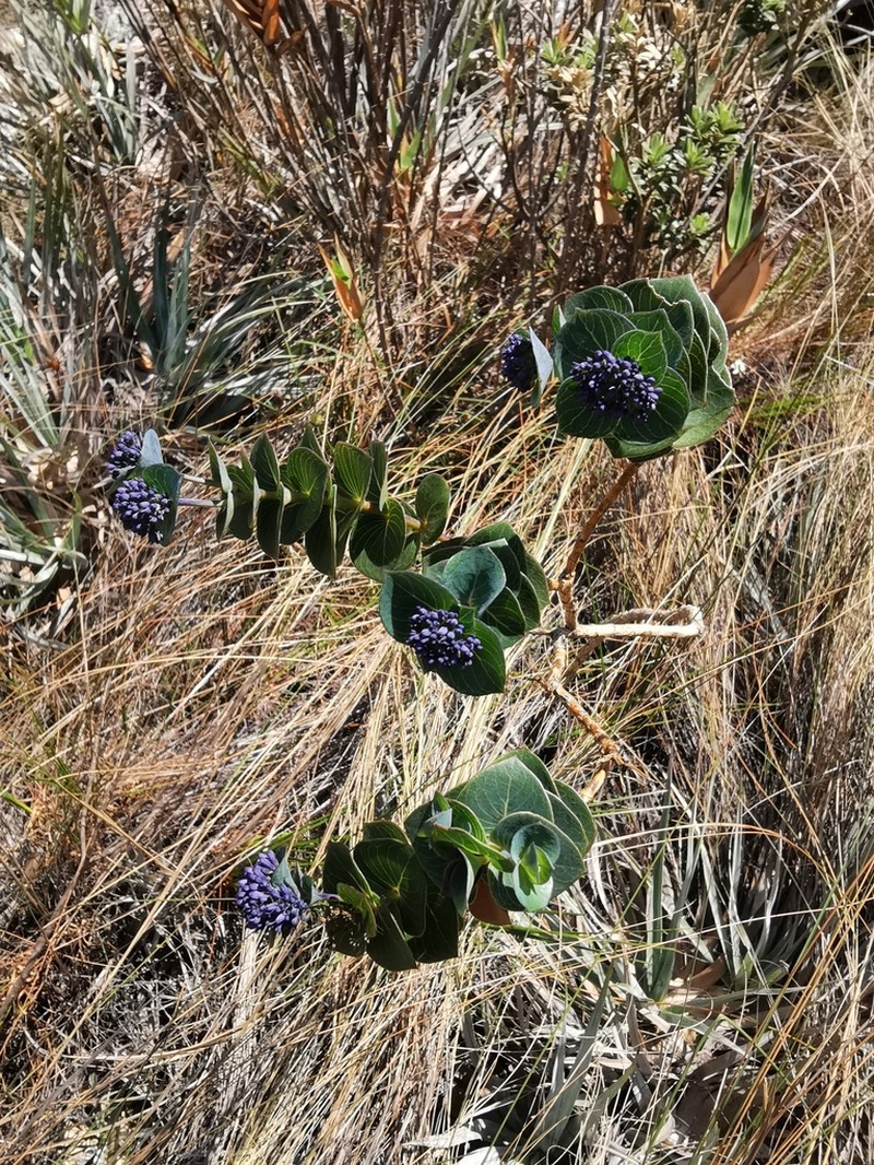 Declieuxia deltoidea
