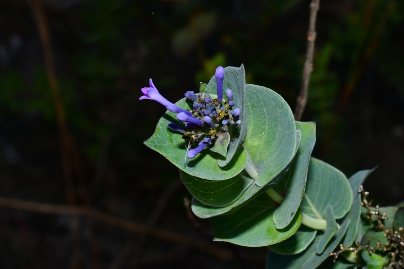 Declieuxia deltoidea photo 3